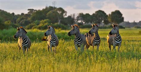 Best places to see Zebra in Africa