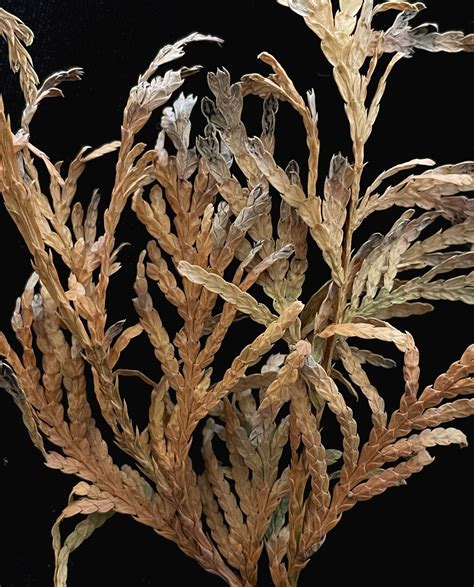 Landscape Arborvitae Needle Blight Center For Agriculture Food And