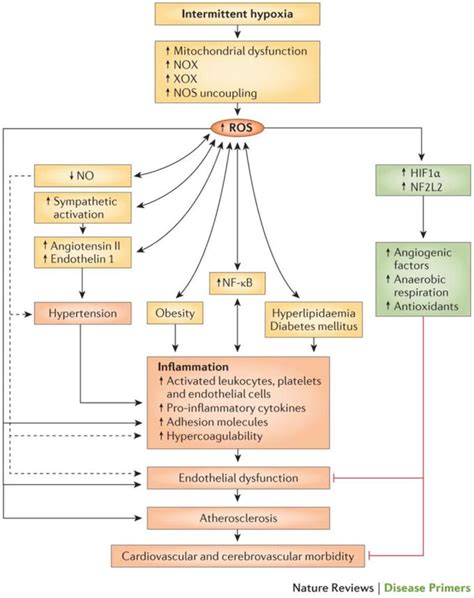 Intermittent Hypoxia And Obstructive Sleep Apnea Mechanisms