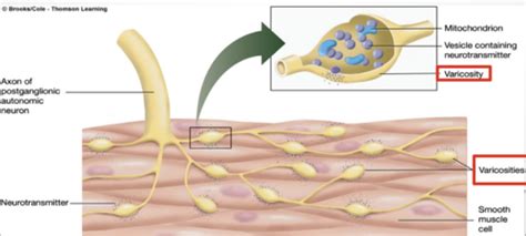 Regulation Of GI Function Nerves And Smooth Muscle Roettger