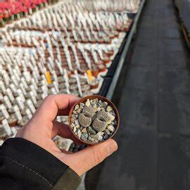 Lithops Uhlig Kakteen Über 5000 verschiedene Arten