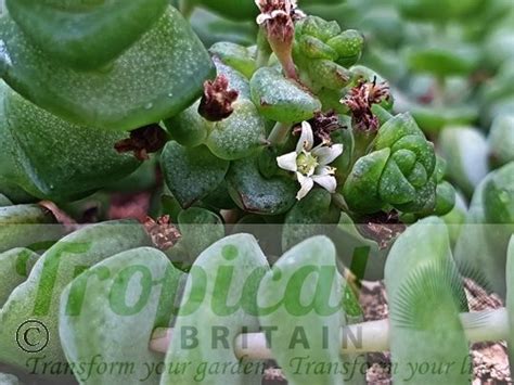 Crassula Rupestris Subsp Marnieriana From Tropical Britain Jade Necklace