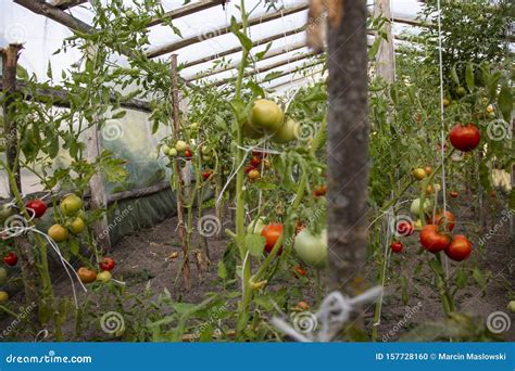 Los Huecos De Tomates Crecen En Un Invernadero Foto De Archivo Imagen