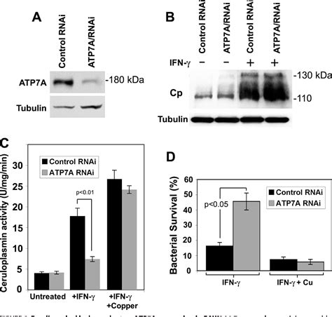 Figure 1 From A Role For The Atp7a Copper Transporting Atpase In