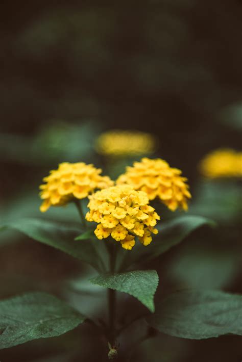 Beauty Blooming Common LantanaFree Stock Photo