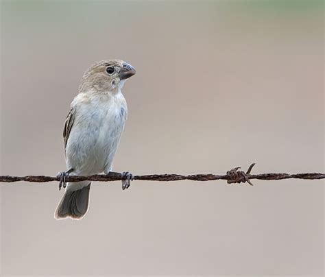 Foto Golinho Sporophila Albogularis Por Fabyano Costa Wiki Aves A