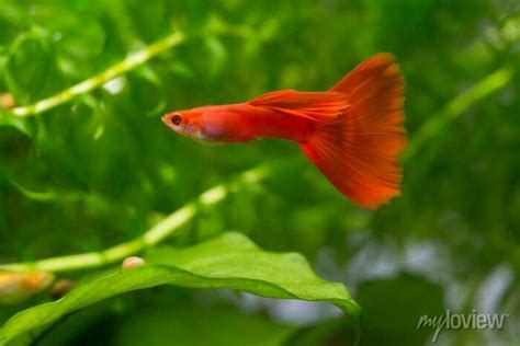 Albino Male Full Red Guppy Poecilia Reticulata In Planted Aquarium