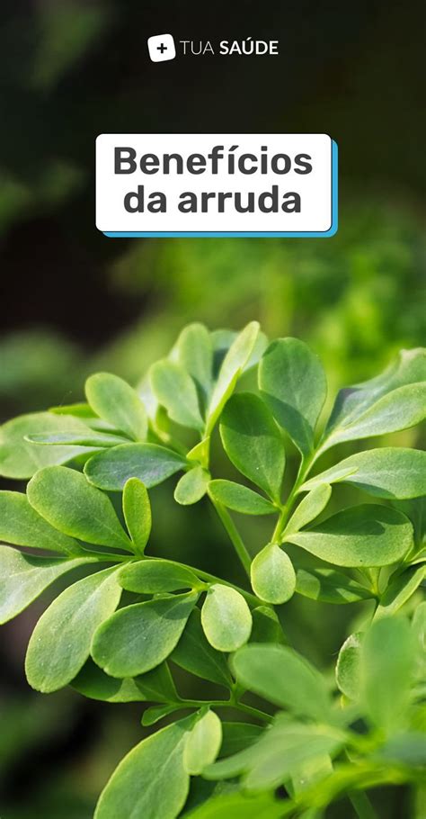 Arruda Murcha O Que Fazer - Arruda: para que serve, como fazer o chá e efeitos colaterais ...