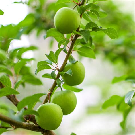 Green Gage Plums for Sale | HouseGardenTrees.com