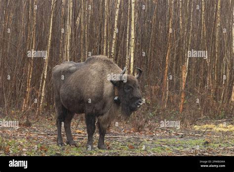 Female European Bison Standing On Her Own First Wild Free Roaming Uk