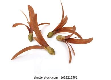 79 Meranti Seed Images, Stock Photos, 3D objects, & Vectors | Shutterstock