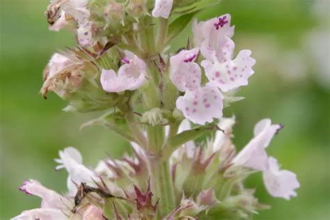 Nepeta cataria Wildstaudengärtnerei AG