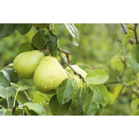 What is the Symbolism of a Pear Tree? | Synonym