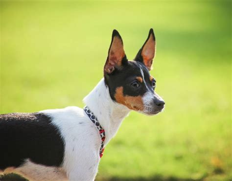 Rat Terrier Dog Breed Info Pictures Personality And Facts Hepper