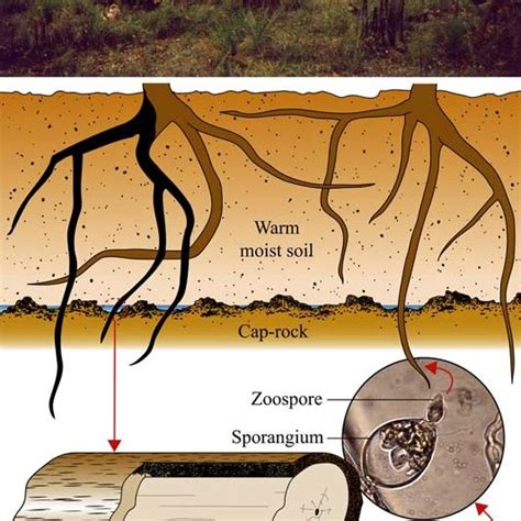 Pdf Phenotypic Variation Of Two Localised Populations Of Phytophthora Cinnamomi From Western