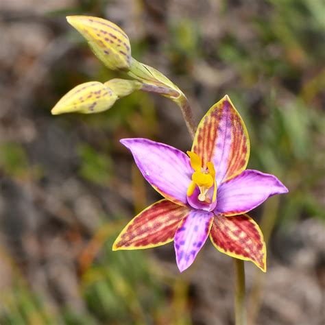 thelymitra pulcherrima p northern queen  sheba orchid  flickr