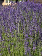 Lavande Vraie Bleu De Gien Lavandula Angustifolia Bleu De Gien