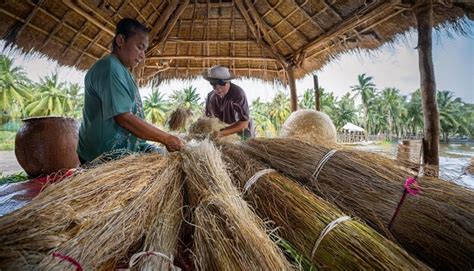 The Process Of Extracting And Processing Coconut Fiber Used In Making