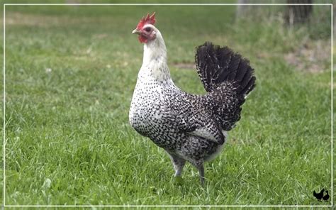 Naked Neck Chicken Breed Profile Facts Learnpoultry