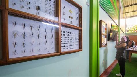 El Vraem Ya Cuenta Con El Primer Museo De Insectos Noticias