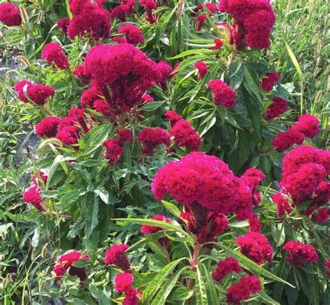 Organic Giant Celosia Cristata Crested Flower Fuchsia Amish Cockscomb