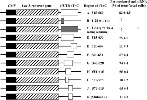 Perinuclear Localization Of Slow Troponin C M RNA In Muscle Cells Is