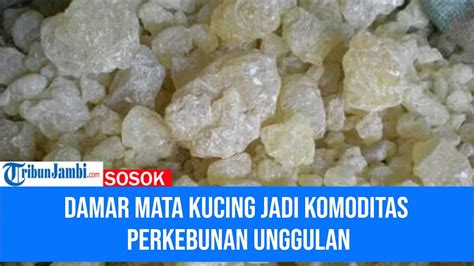 Melihat Produksi Damar Mata Kucing Hasil Perkebunan Ungggulan Di