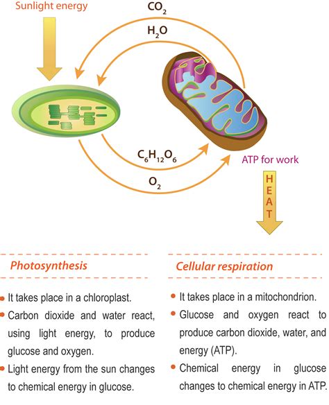 Photosynthesis And Cellular Respiration Similarities › Athens Mutual Student Corner