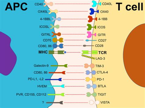 A Comprehensive Review About The Utilization Of Immune Checkpoint