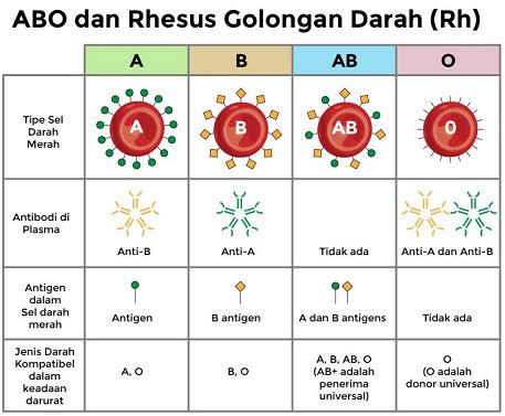 Mengapa Dalam Transfusi Darah Diperlukan Kesesuaian Tipe Golongan Darah