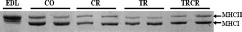 Electrophoretic Separation Of Myosin Heavy Chain MHC Isoforms From