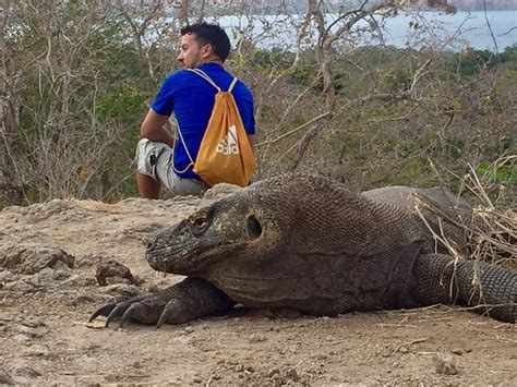 Komodo Mas Tour Labuan Bajo Aktuelle Lohnt Es Sich Mit Fotos