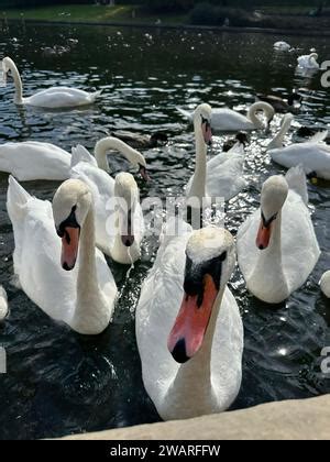 Eine Gro E Schar Anmutiger Wei Er Schw Ne Schwimmt Im See Schw Ne In