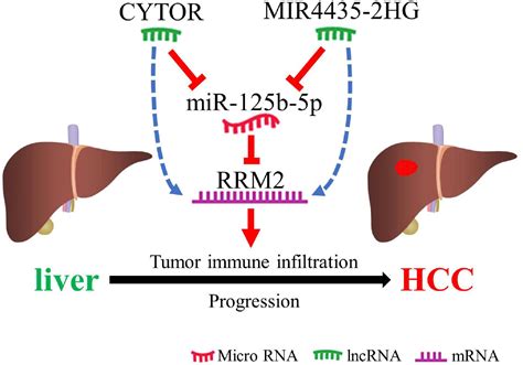 Frontiers High Expression Of RRM2 Mediated By Non Coding RNAs