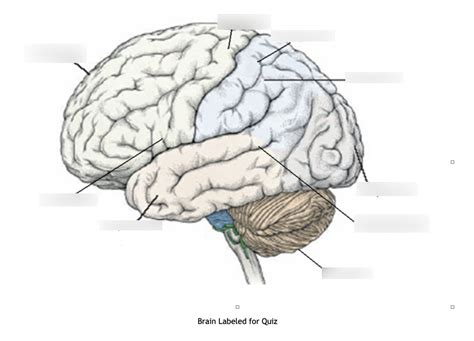 Brain Quiz Diagram | Quizlet