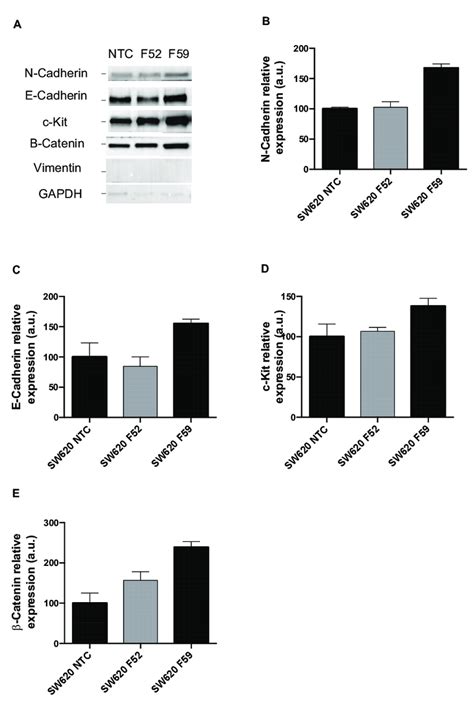 Impact Of Fut Downregulation On Emt Markers In Sw Cell Line A