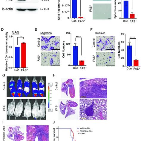 The FAS Receptor Regulates In Vitro OSCC Stemness And Progression And