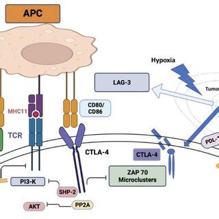 CTLA 4 Or Cytotoxic T Lymphocyte Associated Antigen 4 Is A Protein