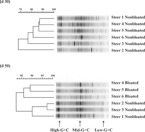 Denaturing Gradient Gel Electrophoresis Of Rumen Bacterial 16s Rdna Download Scientific Diagram