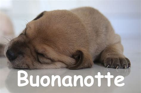 Buonanotte Con Cani E Gatti E Immagini Con Gattini E Cagnolini