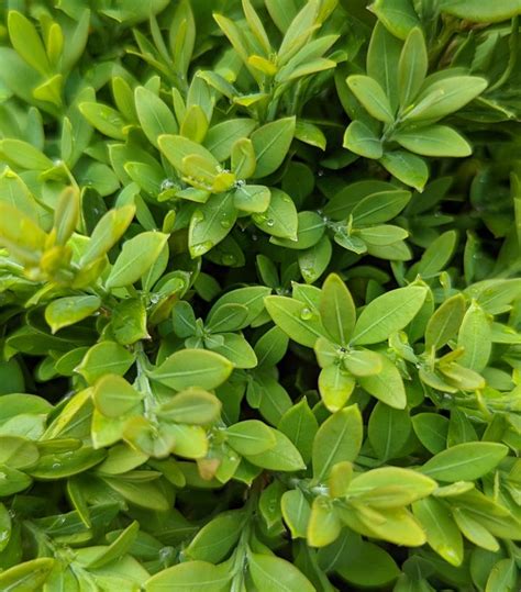 Buxus Microphylla Var Japonica Green Gem Green Gem Boxwood From