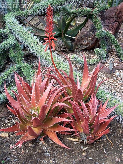 Aloe Dorotheae Sunset