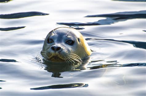 Grey Seal Free Stock Photo Public Domain Pictures