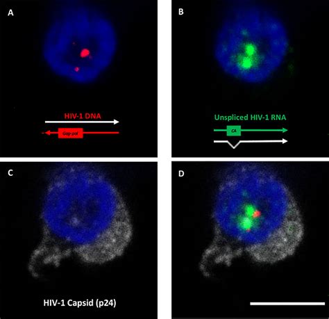 Figure 2 From Single Cell Multiplexed Fluorescence Imaging To Visualize