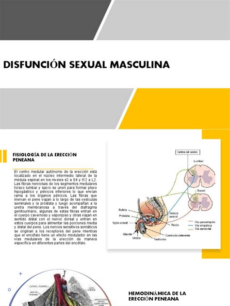 DisfunciÓn Sexual Masculina Pdf Contracción Muscular Óxido Nítrico