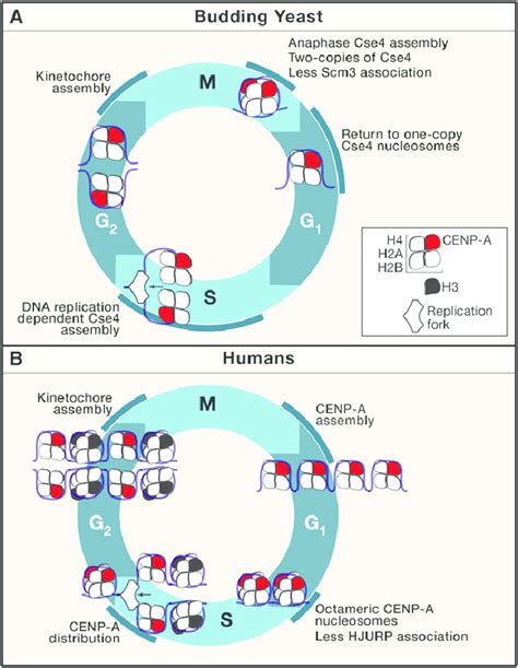 Cell Cycle Dependent Transitions In Centromeric Nucle Osomes A