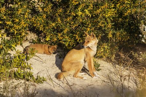 Understanding the Dingo — Dingo Advisory Council