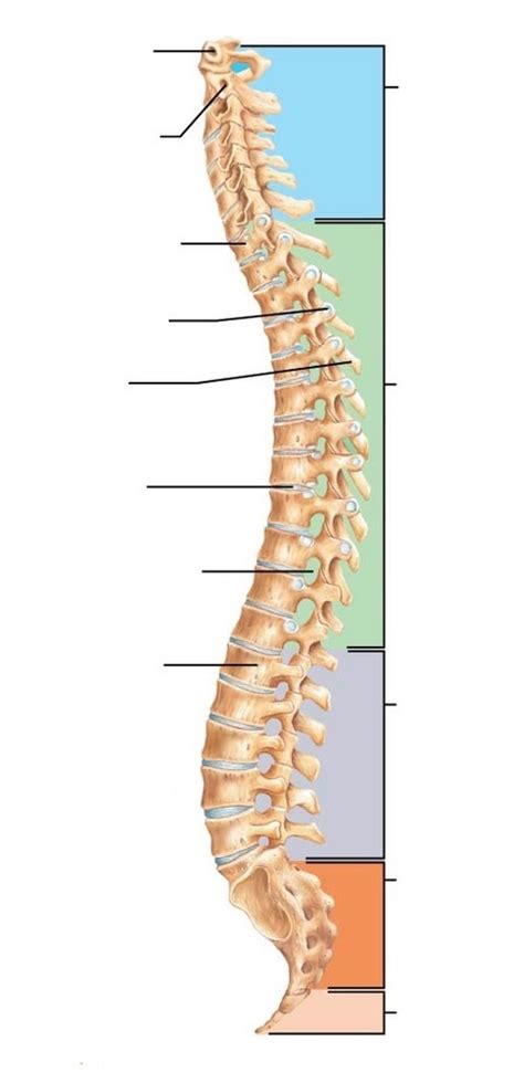 Vertebral Column Diagram Quizlet