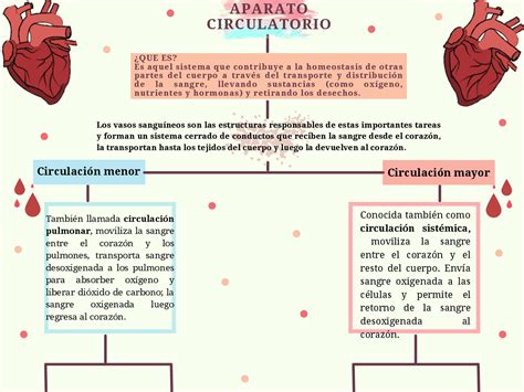 Circulación Menor Y Mayor Esquemas Y Mapas Conceptuales De