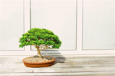 Mango Bonsai Tree Care Guide (Mangifera) - Bonsai Tree Gardener